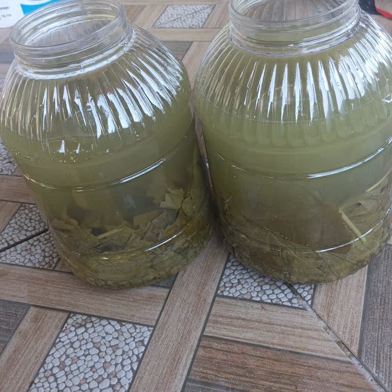 Hilalin Bahçesi Salamura Yaprak Ürününde Yetersiz Yaprak Ve Fazla Su