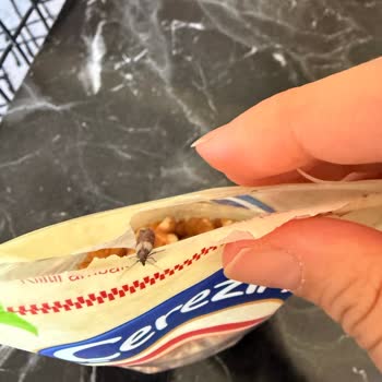 Ceviz Paketi Açılırken Canlı Güve Kelebeği Tespiti Ve Hijyen Endişesi