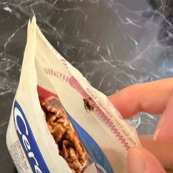 Ceviz Paketi Açılırken Canlı Güve Kelebeği Tespiti Ve Hijyen Endişesi