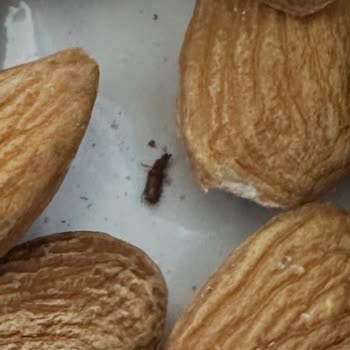 Migros Sanal Market'ten Aldığım Vakumlu Çiğ Bademde Böcek Ve Hijyen Sorunu