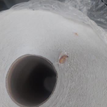 Migros Familia Kağıt Havlu İçinde Kurt Benzeri Canlılar Bulundu