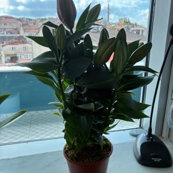 İnternetten Sipariş Edilen Açık Lilium Buketi Yerine Kapalı Yeşil Çiçek Gönderildi