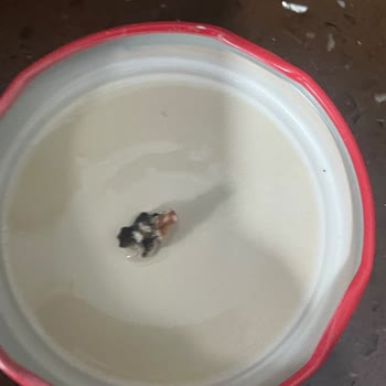 Burcu Garnitüründe Bulunan Yabancı Madde Gıda Güvenliğini Tehdit Ediyor