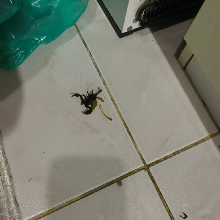 Ayazağa Mahallesi'nde Akrep Problemi Ve Acil Etkili İlaçlama Talebi