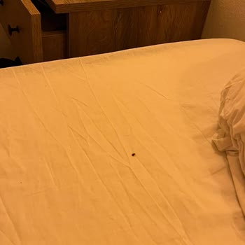 Gece Yarısı Otel Odasında Tahta Kurusu Görüldü Hijyen İhlali Ve İade Talebi