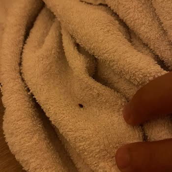 Gece Yarısı Otel Odasında Tahta Kurusu Görüldü Hijyen İhlali Ve İade Talebi