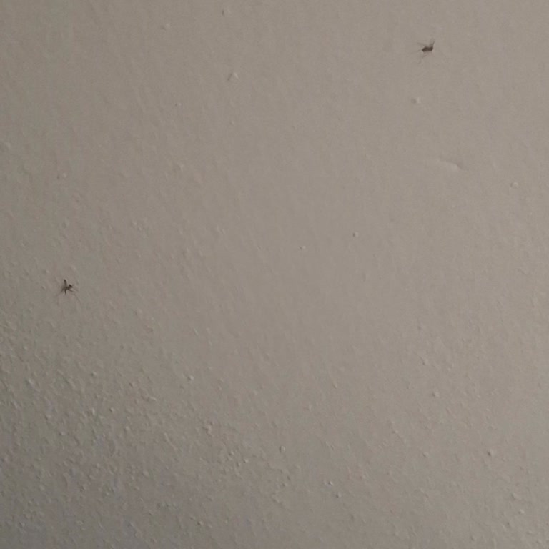 İnşaat Alanlarından Kaynaklanan Aşırı Sivrisinek Sorunu Ve Belediyenin İlaçlama İhmali