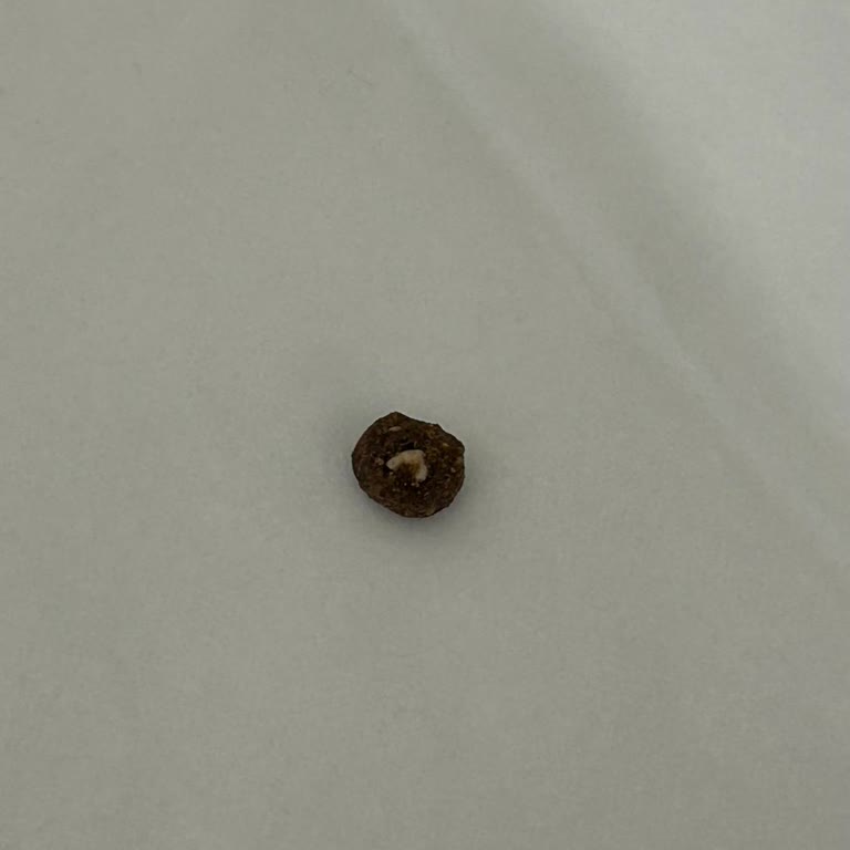 Worm Found Inside N&D Tropical Cat Food After Purchase
