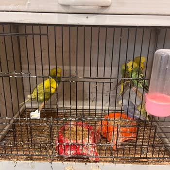 Ada Petshop (Kastamonu)’ta Hijyenik Olmayan Kuş Koşulları Endişe Yaratıyor