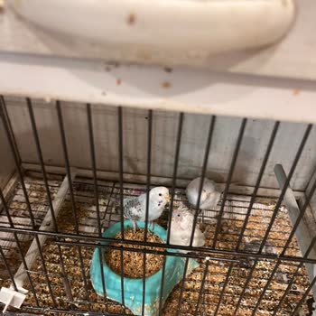 Ada Petshop (Kastamonu)’ta Hijyenik Olmayan Kuş Koşulları Endişe Yaratıyor
