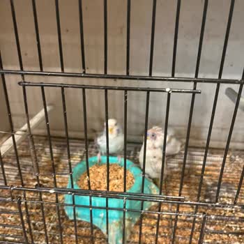 Ada Petshop (Kastamonu)’ta Hijyenik Olmayan Kuş Koşulları Endişe Yaratıyor