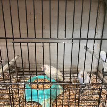 Ada Petshop (Kastamonu)’ta Hijyenik Olmayan Kuş Koşulları Endişe Yaratıyor