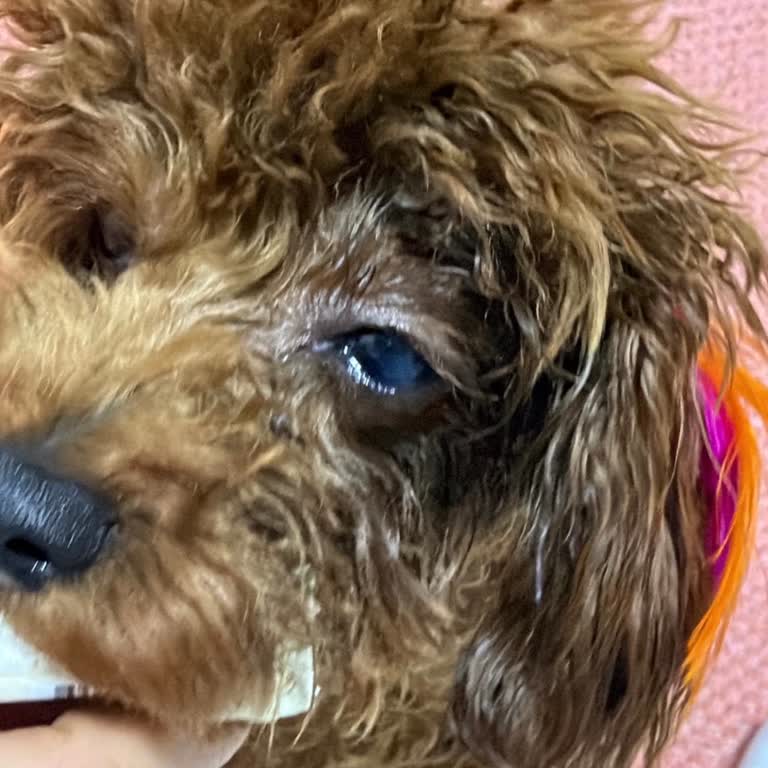 Kardelen Petshop Köpeğin Gözünde Kornea Hasarı, Pet Kuaförün Dikkatsizliği
