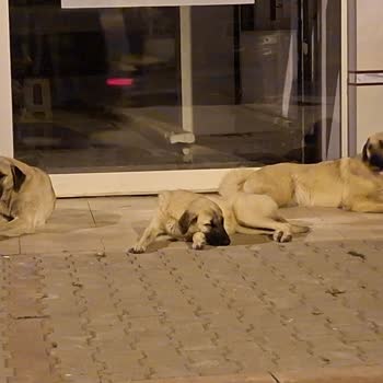 Kahramankazan’da Sevilen Köpeklerin Gece Alınması Ve Açıklama Talebi