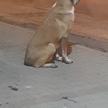 Kahramankazan’da Sevilen Köpeklerin Gece Alınması Ve Açıklama Talebi