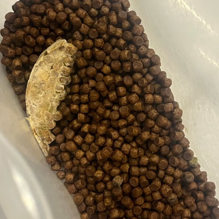 Petlebi Yavru Kedi Mamasında Kocaman Beyaz Kemik Parçası