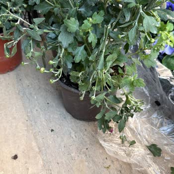 Tohumevi'den Kırık Çiçek Ve Gönderilmeyen İlave Çiçekler İçin Telafi Talebi