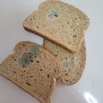 Migros Dikmen Şubesinde Bozuk Ekmek Satışı Ve Yetersiz İade Süreci