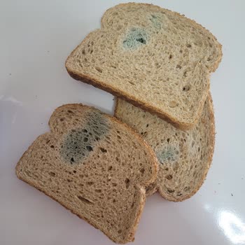 Migros Dikmen Şubesinde Bozuk Ekmek Satışı Ve Yetersiz İade Süreci