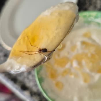 Bal Kavanozunda Kocaman Örümcek: Hijyen İhmaline Tepki