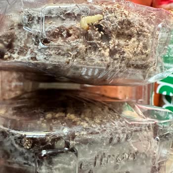 Ülker Halley Elmalı Tarçınlı Soslu Ürünün Küflenmesi Ve Tüketim Güvenliği Sorunu