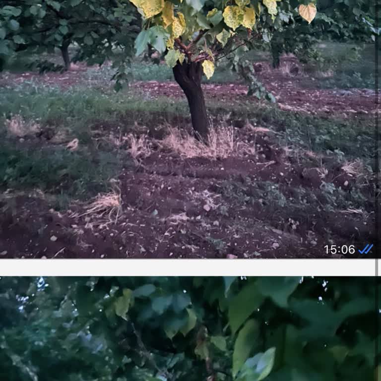 Gübretaş Bor İlacı Nedeniyle Kayısı Ağaçlarımda Oluşan Zararın Tazmini Ve Yeniden İncelenmesi Talebi