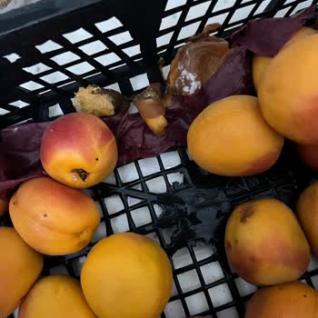 Metro Market Şubesinde Ağırlık Hatası Ve Çürük Kayısı Şikayeti