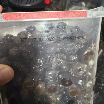 Cem Zeytin Siyah Zeytininde Küf Sorunu Ve Değişim Talebi