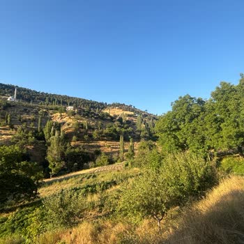 Kahramanmaraş Alişar Mahallesinde Turkcell Sinyal Sorunu Ve Çözüm Talebi