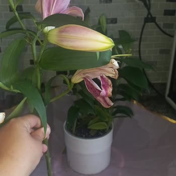 Çiçek Sepeti'nden Aldığım Lilyum Buketinde Canlı Bitki Yerine Kesme Dal Gönderildi