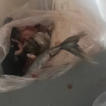 Migros'ta Bozulmuş Palamut Balığı Satışı Ve İade Talebi