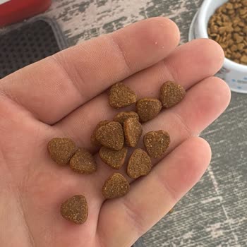 Trendyol'da Cango 15 Kg Kedi Maması Renk Değişikliği Ve Kedide Sağlık Sorunu