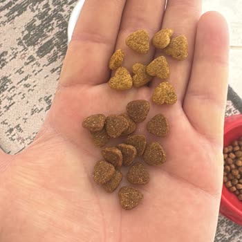 Trendyol'da Cango 15 Kg Kedi Maması Renk Değişikliği Ve Kedide Sağlık Sorunu