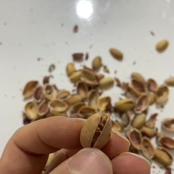 Carrefour’da Satılan Fıstıkta Küf Ve Yumurta Benzeri Oluşumlar