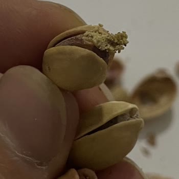 Carrefour’da Satılan Fıstıkta Küf Ve Yumurta Benzeri Oluşumlar