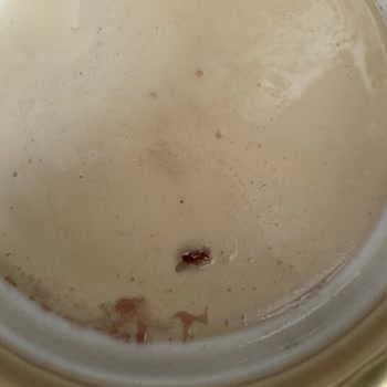 Zertum Organik Sele Zeytin İçinde Böcek Ve Kalitesiz Gönderimle Mağduriyet