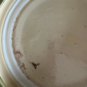 Zertum Organik Sele Zeytin İçinde Böcek Ve Kalitesiz Gönderimle Mağduriyet