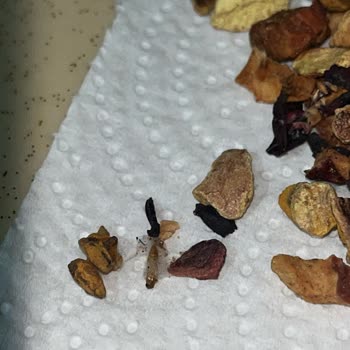 Söke Halktan Mağazasındaki Gıda Ürünlerinde Kıl, Solucan Ve Kurt Çıkması