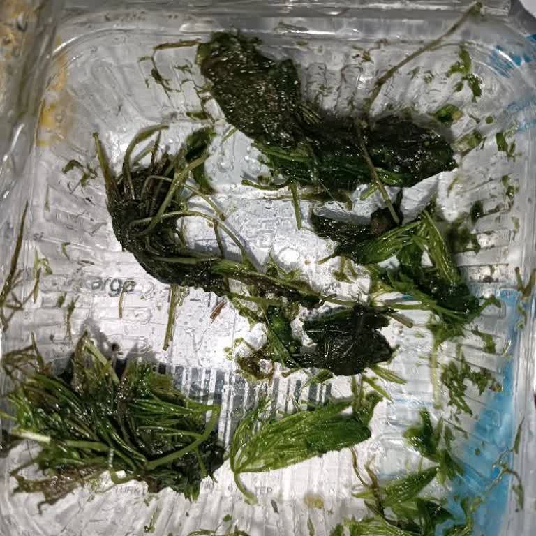 Canlı Pet Shop'tan Çürük Bitkiler Teslim Edildi Ve İade Talebi
