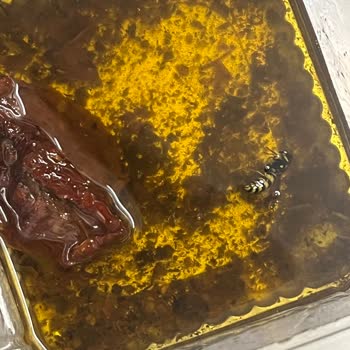 Peynirci Baba Şubesinde Ölü Arı Bulunan Kurutulmuş Domates Ürünü Ve Personelin Saygısız Tutumu
