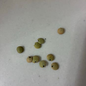 Erenler Market Dökme Mercimekte Böcek Bulunması