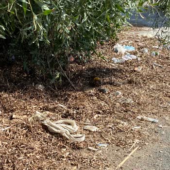 Wyndham Perili Bay Oteli Çevresinde Sezon Boyunca Temizlenmemiş Plastik Atıklar