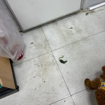 Pekdemir Markette Köpekli Müşteriye Çıkarma Talebi Ve Saygısız Davranış