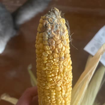 Çürük Koçan Mısır Ve Gerçek Müşteri Temsilcisine Ulaşamama