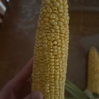 Çürük Koçan Mısır Ve Gerçek Müşteri Temsilcisine Ulaşamama