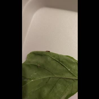 Yemeksepeti Aslan Balıkçılık'tan Böcekli Salata Ve Yetersiz Müşteri Desteği