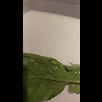 Yemeksepeti Aslan Balıkçılık'tan Böcekli Salata Ve Yetersiz Müşteri Desteği
