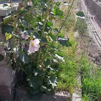 Kayseri Ve Civarı Elektrik A. Ş. Sorumsuzluğu