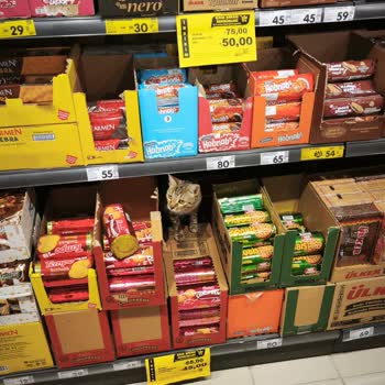 Şok Market Şubesinde Serbest Dolaşan Kedinin Hijyen Ve Gıda Güvenliği Sorunu