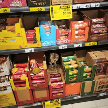 Şok Market Şubesinde Serbest Dolaşan Kedinin Hijyen Ve Gıda Güvenliği Sorunu